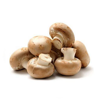 Mushroom Brown